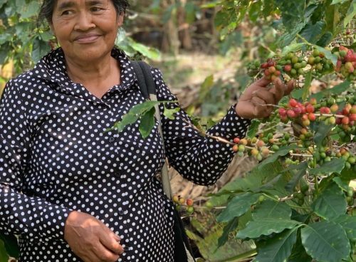 Koffieplukster in Honduras