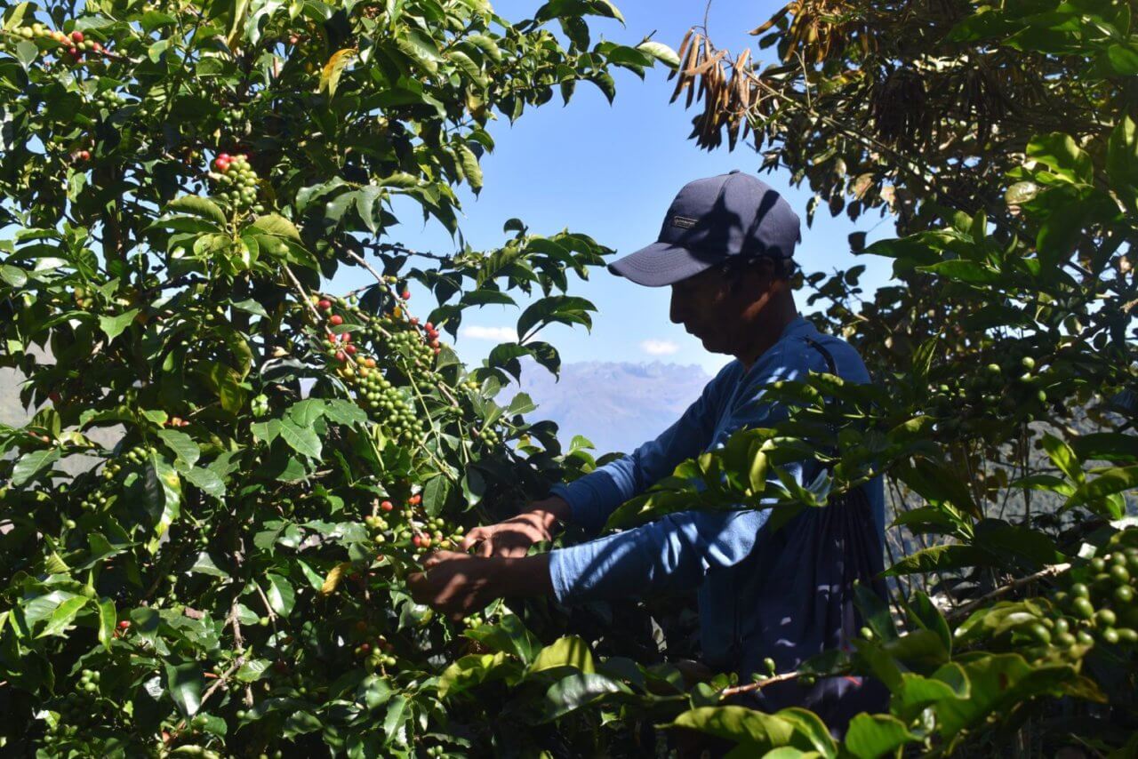 Koffieplukker in Peru